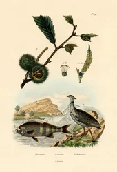 Edelkastanie